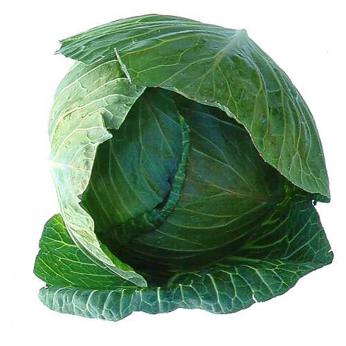 A Cabbage