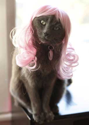 catwig02.jpg