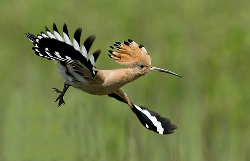 Some hoopoes this year, but I've seen no golden orioles yet