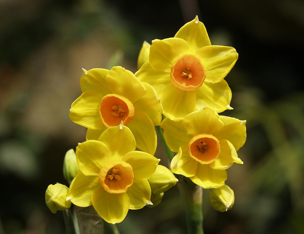 😎 Golden daffodils. I Wandered Lonely as a Cloud. 2019-02-09