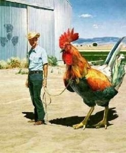attack-of-the-giant-rooster11