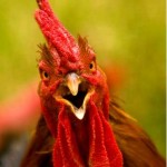 angry cock